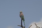 lilac-breasted roller