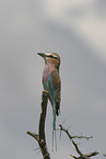 lilac-breasted roller