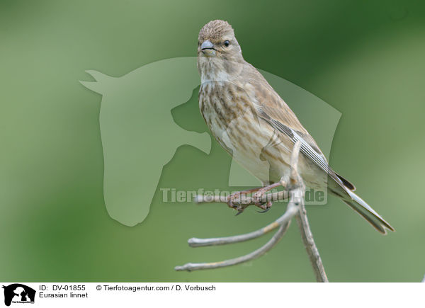 Eurasian linnet / DV-01855
