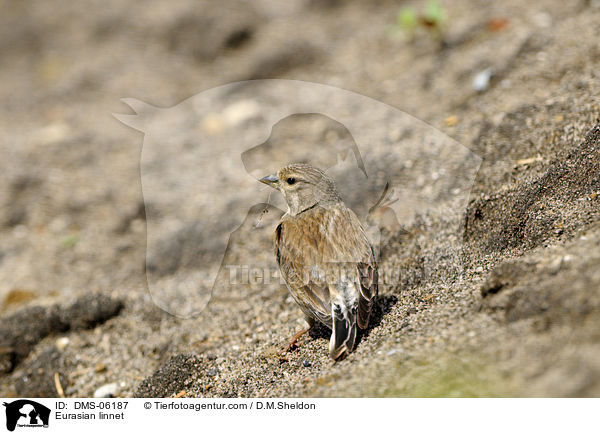 Bluthnfling / Eurasian linnet / DMS-06187