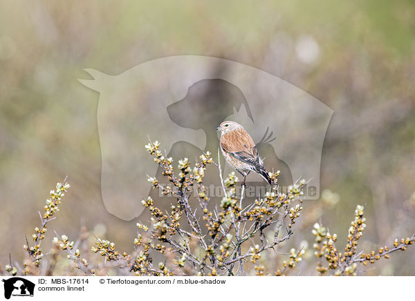 common linnet / MBS-17614