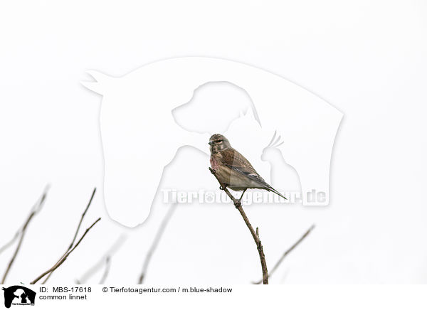 common linnet / MBS-17618