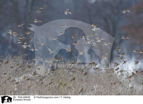 Bluthnflinge / Eurasian linnets / THA-08646