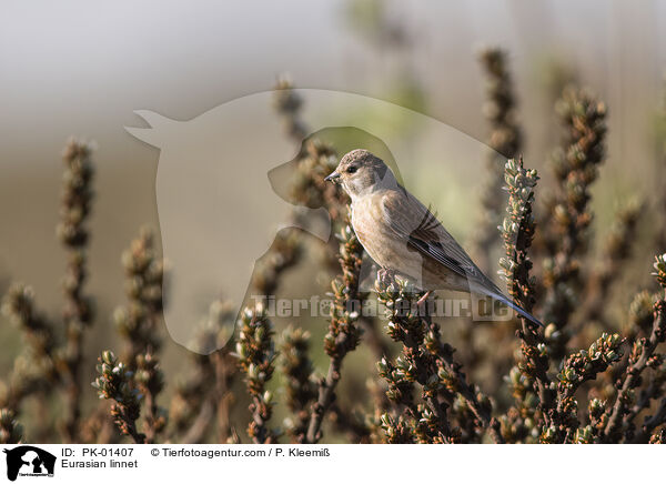 Bluthnfling / Eurasian linnet / PK-01407