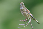 Eurasian linnet