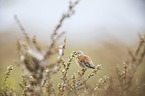 common linnet