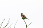 common linnet