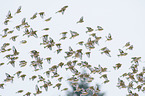 Eurasian linnets