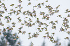 Eurasian linnets