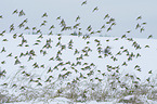 Eurasian linnets