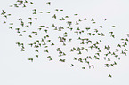Eurasian linnets