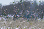 Eurasian linnets