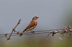 common linnet