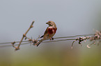 common linnet