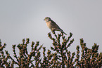 Eurasian linnet
