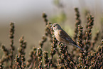 Eurasian linnet