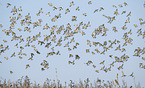Eurasian linnets