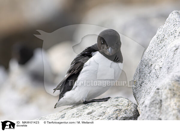 Krabbentaucher / dovekie / MAW-01423