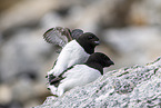 dovekie