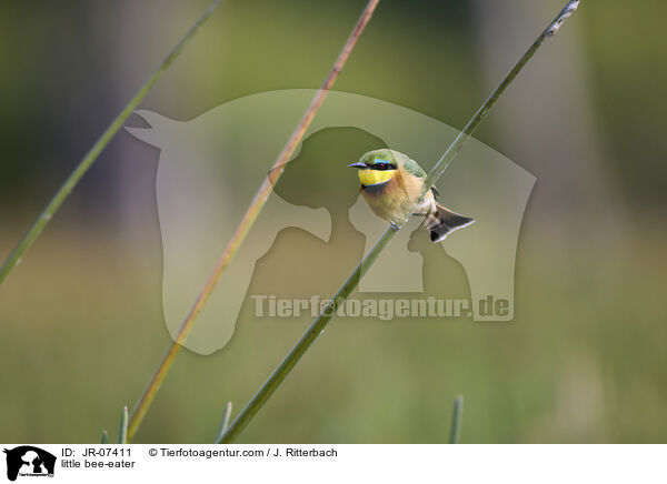 Zwergspint / little bee-eater / JR-07411