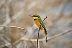 little bee-eater