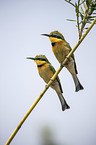 little bee-eaters