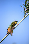 little bee-eater