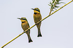 little bee-eaters