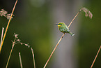 little bee-eater