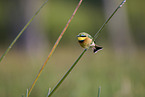 little bee-eater