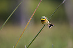 little bee-eater