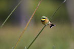 little bee-eater