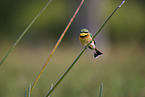 little bee-eater