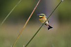 little bee-eater