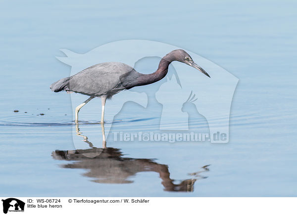 little blue heron / WS-06724