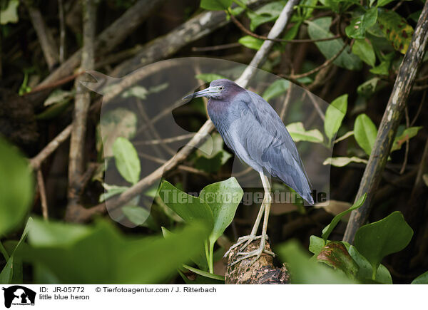 little blue heron / JR-05772