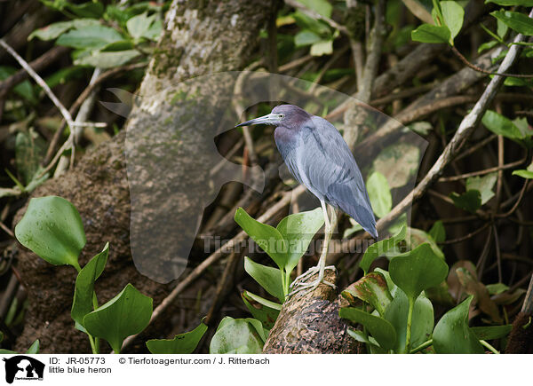 little blue heron / JR-05773