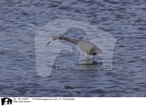 Blaureiher / little blue heron / FF-12907