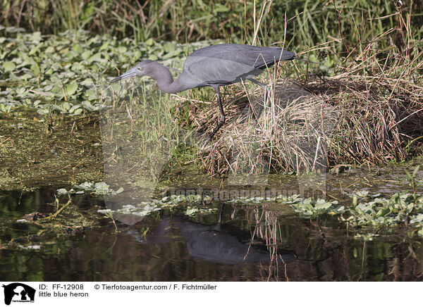 little blue heron / FF-12908