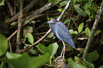 little blue heron