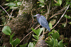 little blue heron