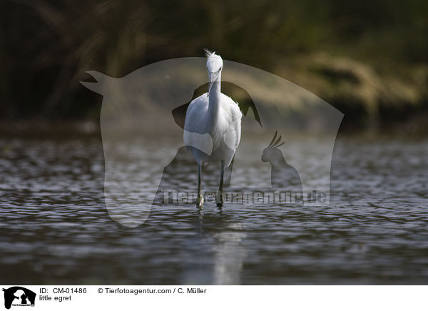 Seidenreiher / little egret / CM-01486