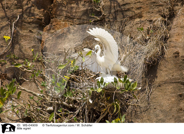 Seidenreiher / little egret / WS-04909