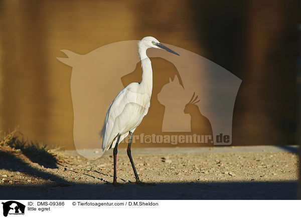 little egret / DMS-09386
