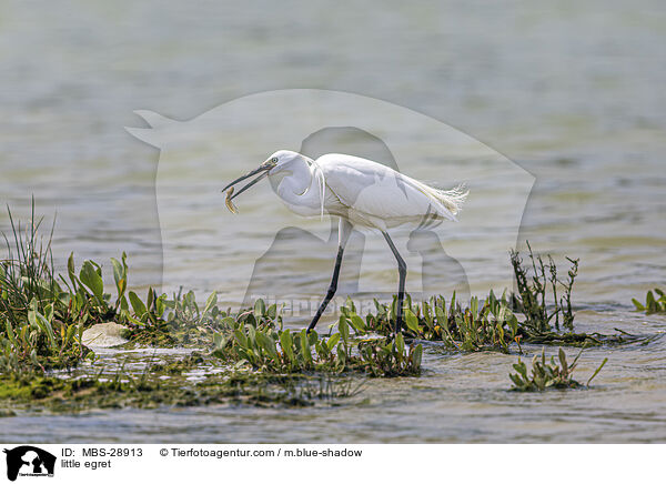 Seidenreiher / little egret / MBS-28913