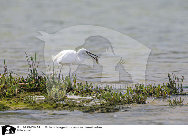 Seidenreiher / little egret / MBS-28914