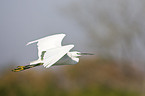 little egret