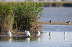 little egrets