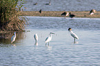 little egrets