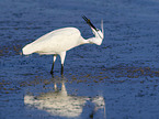 standing Little Egret